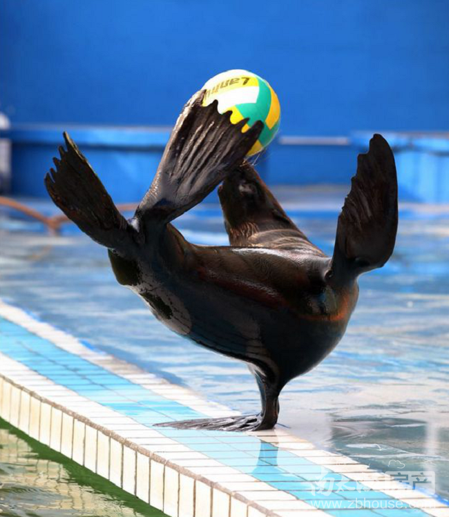 在海洋的浅水层,生活着一群可爱的圆滚滚的海狮和大海豹,他们聪明可爱